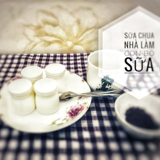 Sữa chua nhà làm CON BÒ SỮA