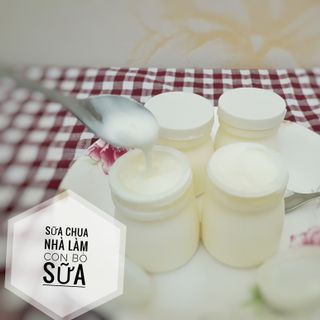 Sữa chua nhà làm CON BÒ SỮA