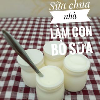 Sữa chua nhà làm CON BÒ SỮA
