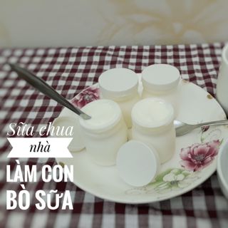 Sữa chua nhà làm CON BÒ SỮA