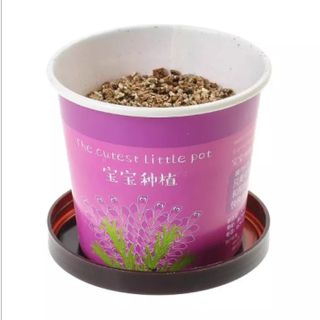 Chậu cây mini trang trí Little Pot