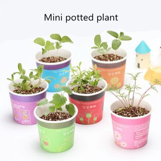 Chậu cây mini trang trí Little Pot