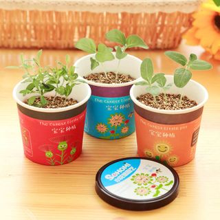 Chậu cây mini trang trí Little Pot