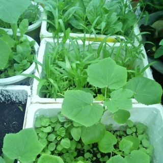 PHÂN HỮU CƠ VI SINH BÓN LÁ & BÓN RỄ GREEN BIO