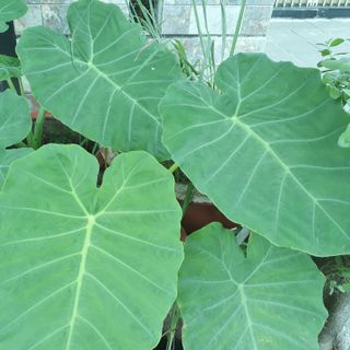 PHÂN HỮU CƠ VI SINH BÓN LÁ & BÓN RỄ GREEN BIO