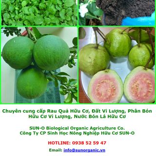 PHÂN HỮU CƠ VI SINH BÓN LÁ & BÓN RỄ GREEN BIO