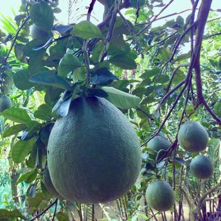 Phân Bón Hữu Cơ Vi Lượng Green Bio giàu trung vi lượng tự nhiên