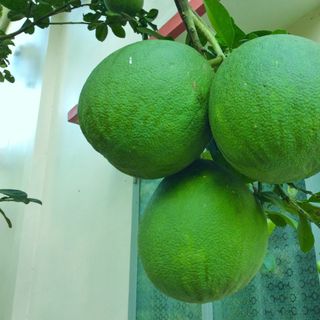 Phân Bón Hữu Cơ Vi Lượng Green Bio giàu trung vi lượng tự nhiên
