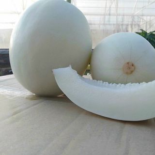 Hạt giống dưa lê Bạch Ngọc ( gói 500 hạt)