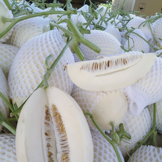 Hạt giống dưa lê Bạch Ngọc ( gói 500 hạt)