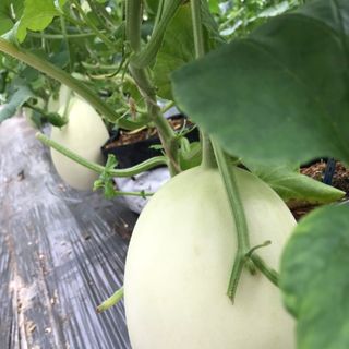 Hạt giống dưa lê Bạch Ngọc ( gói 500 hạt)