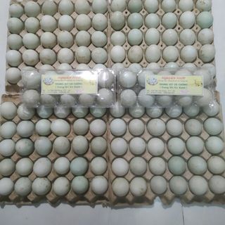 công ty nguyên food cân tìm đại lý, nhà phân phối trứng vịt cà cuống trên toàn quốc