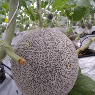 Hạt giống dưa lưới T-one ( gói 500 hạt)