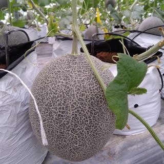 Hạt giống dưa lưới T-one ( gói 500 hạt)