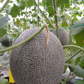 Hạt giống dưa lưới T-one ( gói 500 hạt)