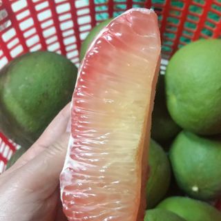 BƯỞI DA XANH - BẾN TRE