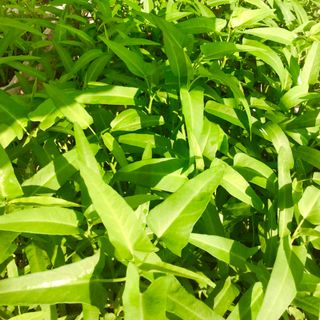 PHÂN HỮU CƠ VI SINH BÓN LÁ & BÓN RỄ GREEN BIO