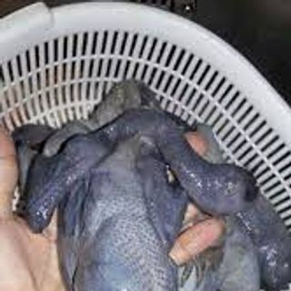 trang trại thịt gà ác nguyên food chuyên cung cấp sĩ thịt gà ác tiềm thuốc bắc trên toàn quốc