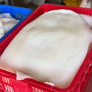 Mực lá đại dương fille sẵn