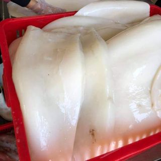 Mực lá đại dương fille sẵn