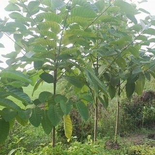 Hạt gáo trắng (hạt cây thiên ngân)