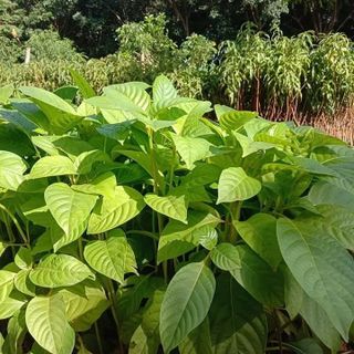 Hạt gáo trắng (hạt cây thiên ngân)