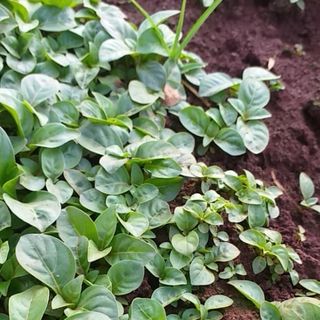 Hạt gáo vàng (hạt cây thiên ngân)