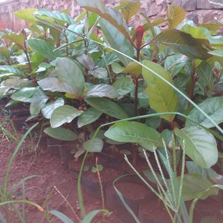 Hạt gáo vàng (hạt cây thiên ngân)