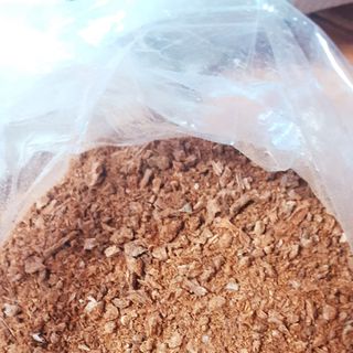 Hạt gáo vàng (hạt cây thiên ngân)