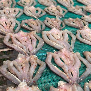 KHÔ CÁ LÓC MIỀN TÂY