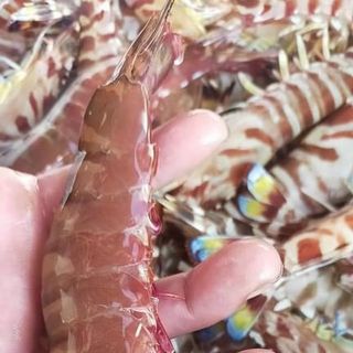 Tôm vằn biển Bạch Long Vỹ