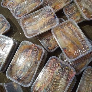 Tôm vằn biển Bạch Long Vỹ