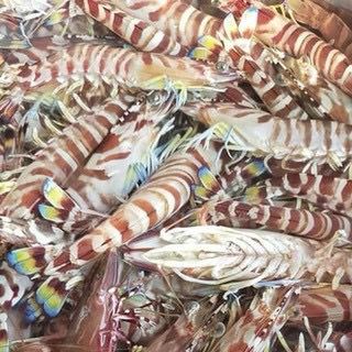 Tôm vằn biển Bạch Long Vỹ