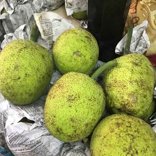 Sake cắt miếng
