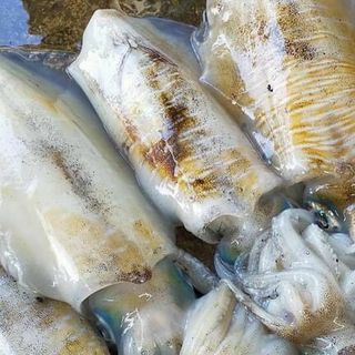 Mực lá câu size 0,8-1,3kg/con