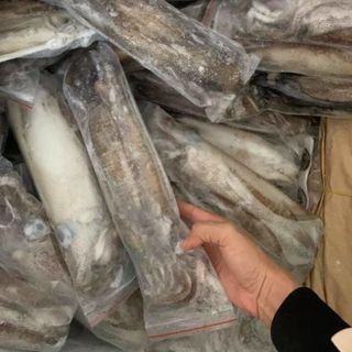 Mực lá câu size 0,8-1,3kg/con