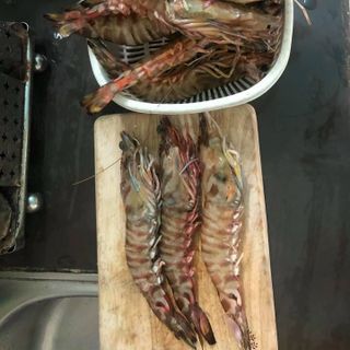 Tôm sú biển cấp đông size 8-10 con/kg