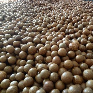 MACCA TÂY NGUYÊN SẤY NỨT