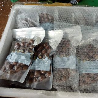 MACCA SẤY NỨT L1