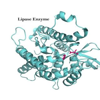 Cung cấp enzyme Lipaza 2000 IU/g thủy phân mỡ, chất béo giá sỉ