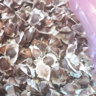 Hạt cây chùm ngây
