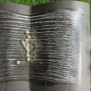 Keo dính chuột Đại Lộc