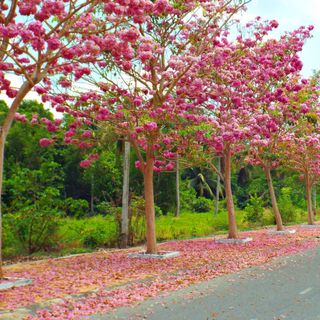 cây hoa kèn hồng cây giống