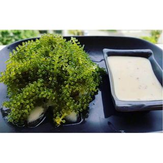 Nước sốt mè rang Kewpie 180ml - Ăn kèm với rong nho và salad rau - Cam kết