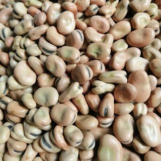 Đậu tằm Úc (đậu răng ngựa)
