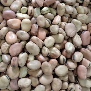 Đậu tằm Úc (đậu răng ngựa)