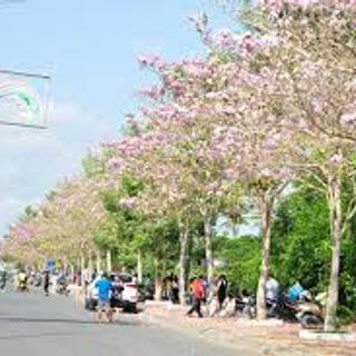 cây hoa kèn hồng cây giống