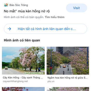 cây hoa kèn hồng cây giống