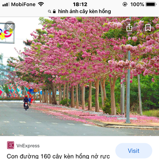 cây hoa kèn hồng cây giống