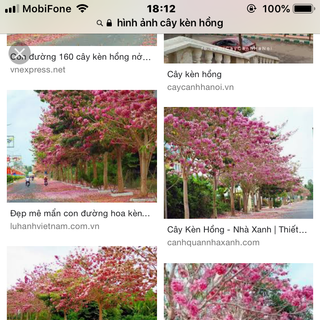 cây hoa kèn hồng cây giống